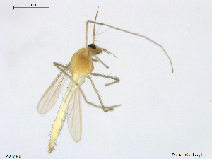 ( - XJ174)  @11 [ ] CreativeCommons - Attribution Non-Commercial Share-Alike (2018) Xiaolong Lin NTNU University Museum, Department of Natural History