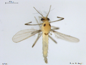  ( - XJ184)  @11 [ ] CreativeCommons - Attribution Non-Commercial Share-Alike (2018) Xiaolong Lin Department of Natural History, NTNU University Museum