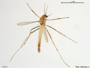  (Micropsectra sp. 4XL - XJ195)  @11 [ ] CreativeCommons - Attribution Non-Commercial Share-Alike (2018) Xiaolong Lin Department of Natural History, NTNU University Museum