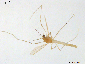  ( - XJ197)  @11 [ ] CreativeCommons - Attribution Non-Commercial Share-Alike (2018) Xiaolong Lin NTNU University Museum, Department of Natural History