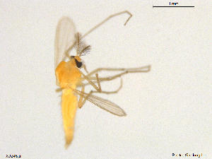  ( - XJ245)  @11 [ ] CreativeCommons - Attribution Non-Commercial Share-Alike (2018) Xiaolong Lin NTNU University Museum, Department of Natural History