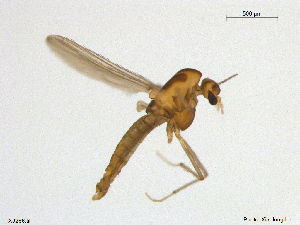  ( - XJ266)  @11 [ ] CreativeCommons - Attribution Non-Commercial Share-Alike (2018) Xiaolong Lin NTNU University Museum, Department of Natural History