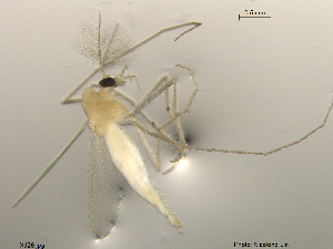  ( - XJ29)  @11 [ ] CreativeCommons - Attribution Non-Commercial Share-Alike (2016) Nankai University, College of Life Sciences Nankai University, College of Life Sciences