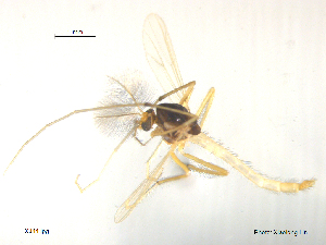  ( - XJ41)  @11 [ ] CreativeCommons - Attribution Non-Commercial Share-Alike (2018) Xiaolong Lin Department of Natural History, NTNU University Museum