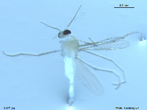  ( - XJ57)  @11 [ ] CreativeCommons - Attribution Non-Commercial Share-Alike (2018) Xiaolong Lin Department of Natural History, NTNU University Museum