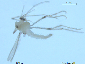  ( - XJ59)  @11 [ ] CreativeCommons - Attribution Non-Commercial Share-Alike (2018) Xiaolong Lin NTNU University Museum, Department of Natural History