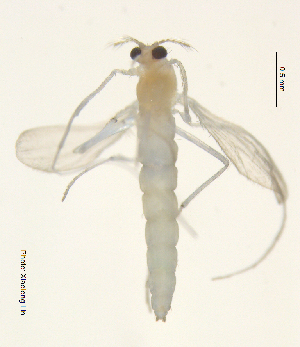  (Tanytarsus sp. 43XL - XJ7)  @11 [ ] CreativeCommons - Attribution Non-Commercial Share-Alike (2018) Xiaolong Lin NTNU University Museum, Department of Natural History