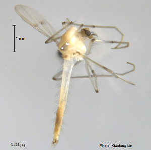  (Stenochironomus okialbus - XJ95)  @11 [ ] CreativeCommons - Attribution Non-Commercial Share-Alike (2018) Xiaolong Lin NTNU University Museum, Department of Natural History