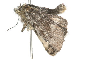  ( - 09PROBE-09518)  @12 [ ] CreativeCommons - Attribution (2009) CBG Photography Group Centre for Biodiversity Genomics