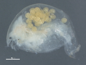  ( - CCDB-08345-F08)  @11 [ ] CreativeCommons - Attribution (2012) CBG Photography Group Centre for Biodiversity Genomics