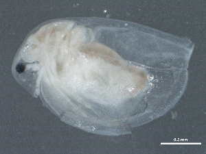  ( - CCDB-08345-H10)  @12 [ ] CreativeCommons - Attribution (2012) CBG Photography Group Centre for Biodiversity Genomics