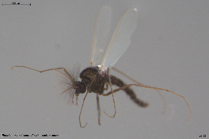  ( - NO128)  @11 [ ] Creative Commons  Attribution Non-Commercial Share-Alike (2021) NTNU University Museum, Department of Natural History NTNU University Museum, Department of Natural History