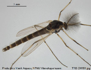  (Chironomus sp. 4TE - TRD-CH181)  @13 [ ] CreativeCommons - Attribution Non-Commercial Share-Alike (2015) NTNU University Museum, Department of Natural History NTNU University Museum, Department of Natural History