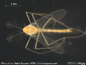  (Bryophaenocladius ictericus - TRD-CH194)  @15 [ ] CreativeCommons - Attribution Non-Commercial Share-Alike (2015) NTNU University Museum, Department of Natural History NTNU University Museum, Department of Natural History