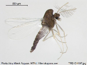  (Rheosmittia sp. 1ES - TRD-CH197)  @12 [ ] CreativeCommons - Attribution Non-Commercial Share-Alike (2015) NTNU University Museum, Department of Natural History NTNU University Museum, Department of Natural History