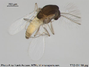  (Corynoneura sp. 18ES - TRD-CH198)  @11 [ ] CreativeCommons - Attribution Non-Commercial Share-Alike (2015) NTNU University Museum, Department of Natural History NTNU University Museum, Department of Natural History