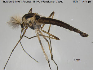  (Chironomus tentans - TRD-CH214)  @14 [ ] CreativeCommons - Attribution Non-Commercial Share-Alike (2015) NTNU University Museum, Department of Natural History NTNU University Museum, Department of Natural History