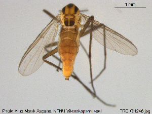  (Metriocnemus sp. 9ES - TRD-CH246)  @12 [ ] CreativeCommons - Attribution Non-Commercial Share-Alike (2015) NTNU University Museum, Department of Natural History NTNU University Museum, Department of Natural History