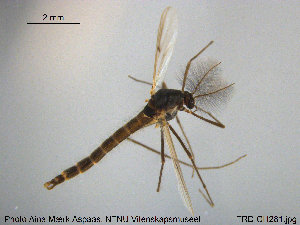  ( - TRD-CH281)  @12 [ ] CreativeCommons - Attribution Non-Commercial Share-Alike (2015) NTNU University Museum, Department of Natural History NTNU University Museum, Department of Natural History