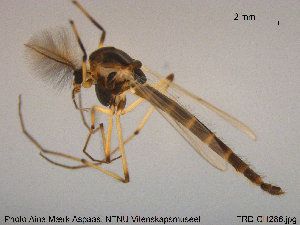  (Chironomus riihimakiensis - TRD-CH286)  @13 [ ] CreativeCommons - Attribution Non-Commercial Share-Alike (2015) NTNU University Museum, Department of Natural History NTNU University Museum, Department of Natural History