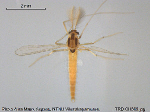  (Paracladopelma camptolabis - TRD-CH369)  @12 [ ] CreativeCommons - Attribution Non-Commercial Share-Alike (2015) NTNU University Museum, Department of Natural History NTNU University Museum, Department of Natural History