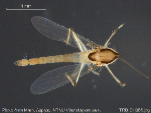  (Tanytarsus signatus - TRD-CH388)  @14 [ ] CreativeCommons - Attribution Non-Commercial Share-Alike (2015) NTNU University Museum, Department of Natural History NTNU University Museum, Department of Natural History