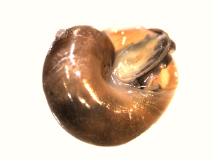  ( - 10PROBE-105080)  @13 [ ] CreativeCommons - Attribution  Kara Layton Centre for Biodiversity Genomics