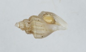  ( - 10PROBE-105320)  @12 [ ] Unspecified (default): All Rights Reserved  Unspecified Unspecified