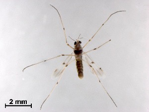  ( - DLC05)  @11 [ ] CreativeCommons-Attribution Non-Commercial Share-Alike (2020) Xiaolong Lin Nankai University, College of Life Sciences