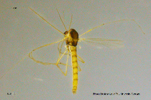 (Paratanytarsus sp. 5XL - Chir-LJ3)  @11 [ ] CreativeCommons - Attribution Non-Commercial Share-Alike (2015) NTNU University Museum, Department of Natural History NTNU University Museum, Department of Natural History