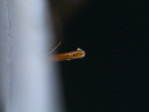  ( - BC-75)  @12 [ ] Unspecified (default): All Rights Reserved  Unspecified Unspecified
