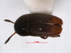  ( - RMNH.INS.63319)  @13 [ ] Unspecified (default): All Rights Reserved (2013) Unspecified Naturalis, Biodiversity Centre
