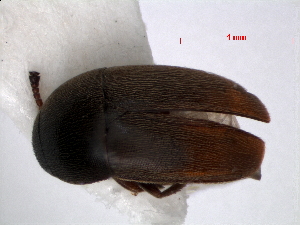  ( - RMNH.INS.63321)  @13 [ ] Unspecified (default): All Rights Reserved (2013) Unspecified Naturalis, Biodiversity Centre