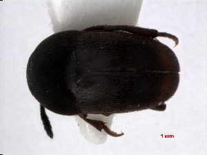  ( - RMNH.INS.63366)  @11 [ ] Unspecified (default): All Rights Reserved (2013) Unspecified Naturalis, Biodiversity Centre