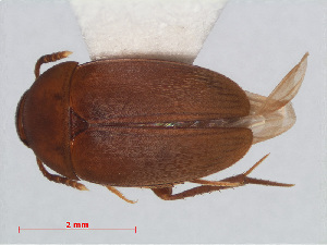  (Prionochaeta harmandi - RMNH.INS.549243)  @14 [ ] CreativeCommons - Attribution Non-Commercial Share-Alike (2012) Unspecified Naturalis, Biodiversity Centre