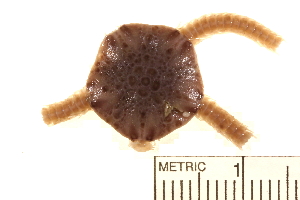  ( - 09CHON-031)  @12 [ ] CreativeCommons - Attribution (2010) CBG Photography Group Centre for Biodiversity Genomics