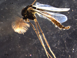  (Orthocladius cf. dentifer - CH-OSF110)  @13 [ ] CreativeCommons - Attribution Non-Commercial Share-Alike (2011) NTNU Museum of Natural History and Archaeology NTNU Museum of Natural History and Archaeology