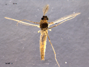  (Eukiefferiella brevicalcar - CH-OSF12)  @13 [ ] CreativeCommons - Attribution Non-Commercial Share-Alike (2011) NTNU Museum of Natural History and Archaeology NTNU Museum of Natural History and Archaeology