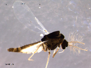  (Thienemanniella obscura - CH-OSF134)  @13 [ ] CreativeCommons - Attribution Non-Commercial Share-Alike (2011) NTNU Museum of Natural History and Archaeology NTNU Museum of Natural History and Archaeology