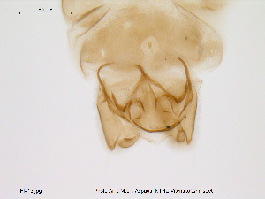  (Corynoneura sp. 4ES - Finnmark413)  @13 [ ] CreativeCommons - Attribution Non-Commercial Share-Alike (2012) NTNU Museum of Natural History and Archaeology NTNU Museum of Natural History and Archaeology