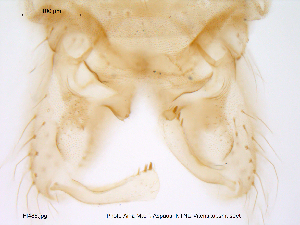  (Bryophaenocladius dentatus - Finnmark488)  @13 [ ] CreativeCommons - Attribution Non-Commercial Share-Alike (2012) NTNU Museum of Natural History and Archaeology NTNU Museum of Natural History and Archaeology