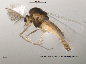  (Nanocladius dichromus - Finnmark518)  @13 [ ] CreativeCommons - Attribution Non-Commercial Share-Alike (2012) NTNU Museum of Natural History and Archaeology NTNU Museum of Natural History and Archaeology