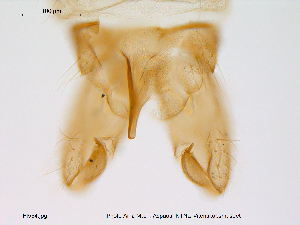  ( - Finnmark554)  @13 [ ] CreativeCommons - Attribution Non-Commercial Share-Alike (2012) NTNU Museum of Natural History and Archaeology NTNU Museum of Natural History and Archaeology