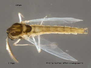  (Parakiefferiella cf. bilobata - Finnmark29)  @13 [ ] CreativeCommons - Attribution Non-Commercial Share-Alike (2012) NTNU Museum of Natural History and Archaeology NTNU Museum of Natural History and Archaeology