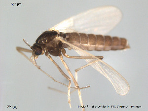  (Chaetocladius acuminatus - Finnmark293)  @13 [ ] CreativeCommons - Attribution Non-Commercial Share-Alike (2012) NTNU Museum of Natural History and Archaeology NTNU Museum of Natural History and Archaeology