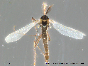  (Orthocladius lamellatus - Finnmark312)  @13 [ ] CreativeCommons - Attribution Non-Commercial Share-Alike (2012) NTNU Museum of Natural History and Archaeology NTNU Museum of Natural History and Archaeology