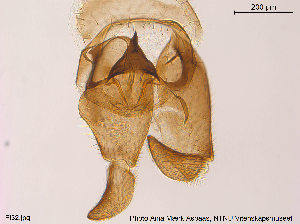  (Diamesa starmachi - Finnmark32)  @11 [ ] CreativeCommons - Attribution Non-Commercial Share-Alike (2015) NTNU University Museum, Department of Natural History NTNU University Museum, Department of Natural History