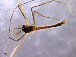  ( - Finnmark656)  @13 [ ] CreativeCommons - Attribution Non-Commercial Share-Alike (2011) NTNU Museum of Natural History and Archaeology NTNU Museum of Natural History and Archaeology
