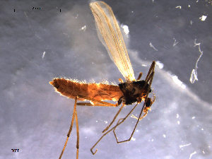  ( - Finnmark658)  @12 [ ] CreativeCommons - Attribution Non-Commercial Share-Alike (2011) NTNU Museum of Natural History and Archaeology NTNU Museum of Natural History and Archaeology