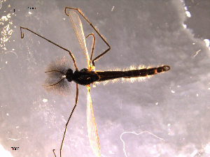  (Synendotendipes luski - Finnmark663)  @12 [ ] CreativeCommons - Attribution Non-Commercial Share-Alike (2011) NTNU Museum of Natural History and Archaeology NTNU Museum of Natural History and Archaeology